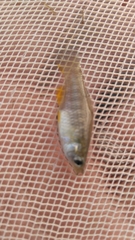 Fundulus xenicus