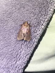 Acrolophus plumifrontella