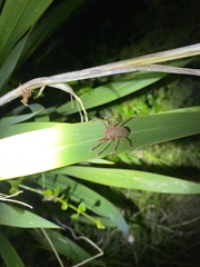 Neosparassus diana