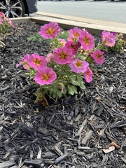 Calibrachoa