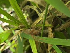 Neosparassus diana