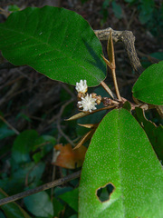 Croton cascarilloides