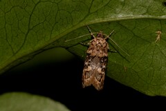 Eulechria callidesma