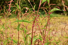 Persicaria pubescens
