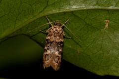 Eulechria callidesma