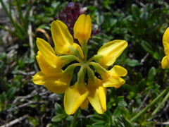 Coronilla vaginalis