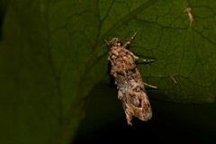 Eulechria callidesma