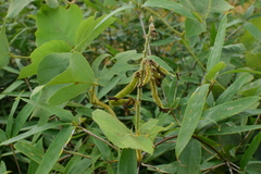 Pueraria montana