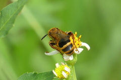 Phalerimeris phalerata