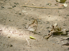 Yoma sabina