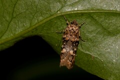 Eulechria callidesma