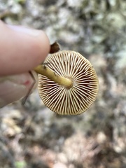 Collybiopsis peronata