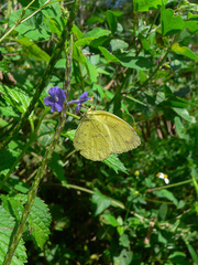 Eurema mandarina