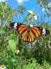 Danaus genutia