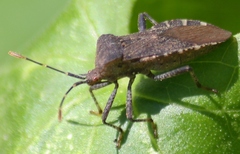 Anasa armigera
