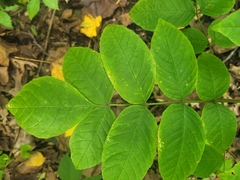 Fraxinus nigra