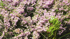 Erica hirtiflora