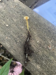 Mycena crocea