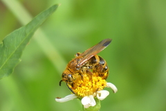 Phalerimeris phalerata