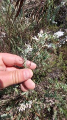Eriocephalus racemosus