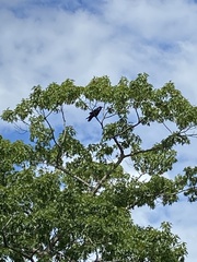 Corvus