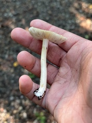 Pseudosperma sororium