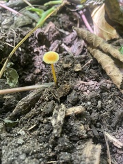 Mycena crocea