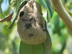 Polybia occidentalis