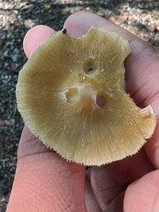 Pseudosperma sororium