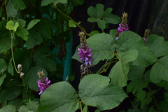 Pueraria montana