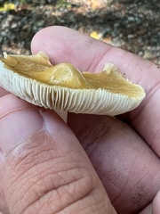 Pseudosperma sororium