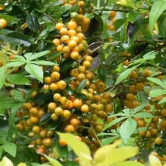 Duranta erecta