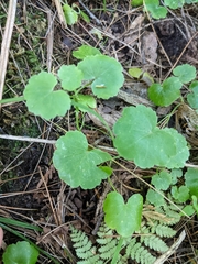 Hydrocotyle americana