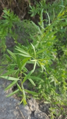Baccharis salicina
