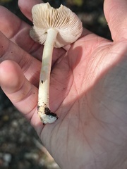 Pseudosperma sororium