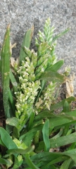 Poa annua