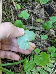 Hydrocotyle americana