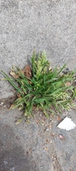 Poa annua