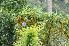 Duranta erecta