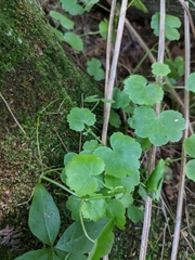 Hydrocotyle americana