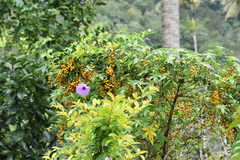 Duranta erecta