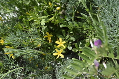 Chrysojasminum fruticans