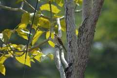 Campylorhynchus griseus