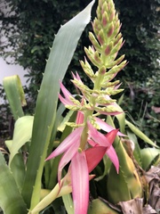 Aechmea bracteata pacifica
