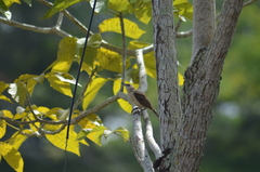 Campylorhynchus griseus
