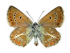 Eumedonia eumedon
