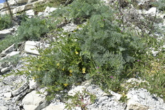 Chrysojasminum fruticans