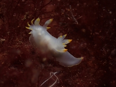 Polycera kernowensis