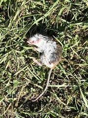 Peromyscus leucopus