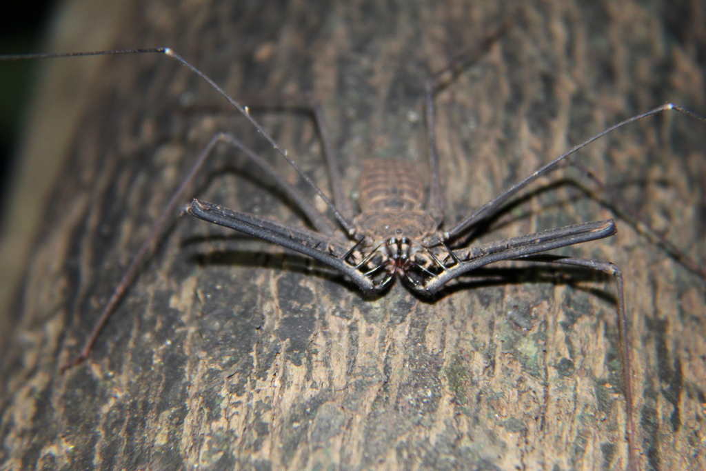 Heterophrynus cheiracanthus